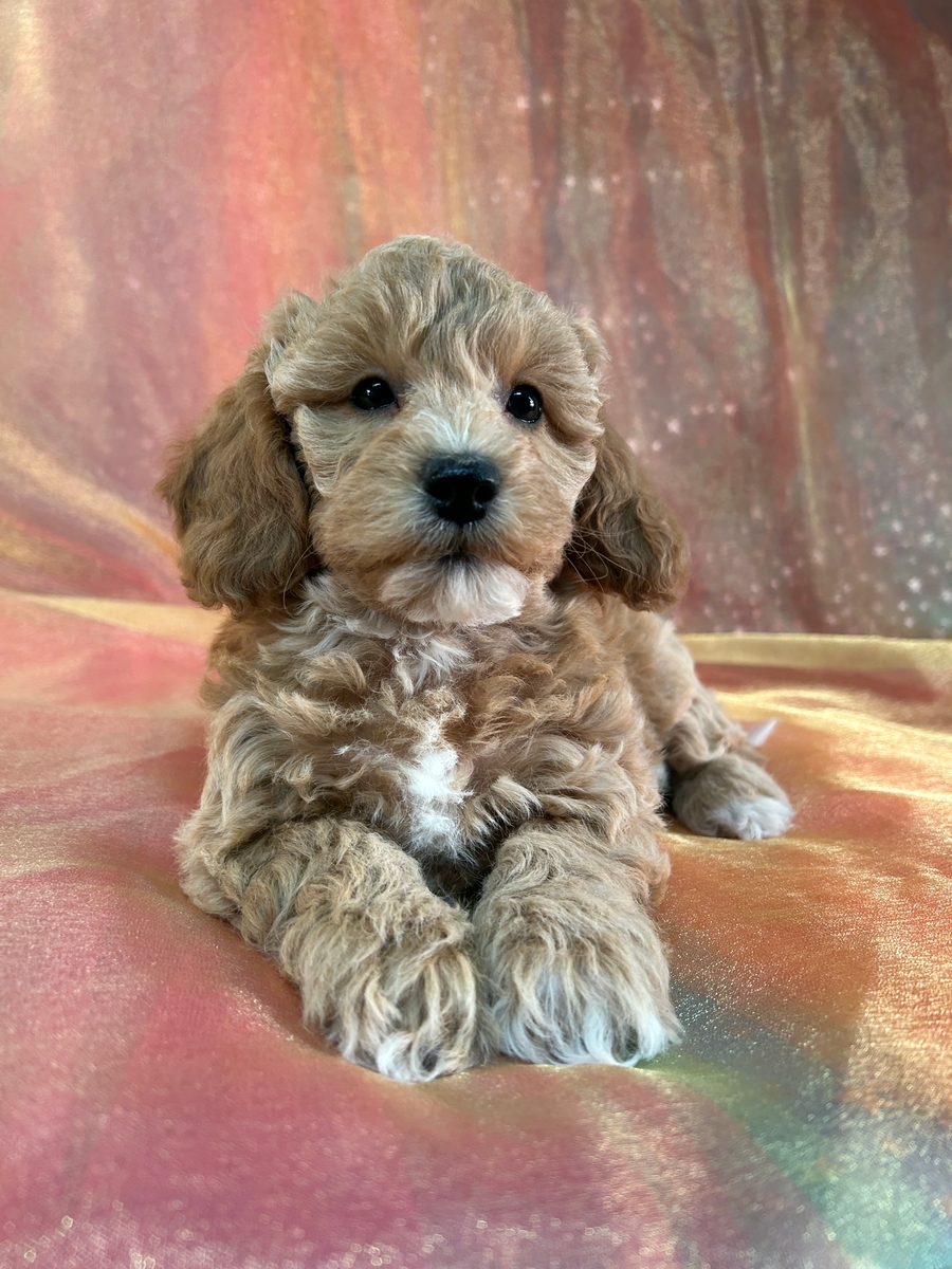 Female Bichon Poodle Puppy for Sale DOB 11-6-2024 $950